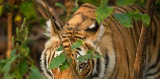 A glimpse of Indias diverse wildlife in a thriving forest ecosystem