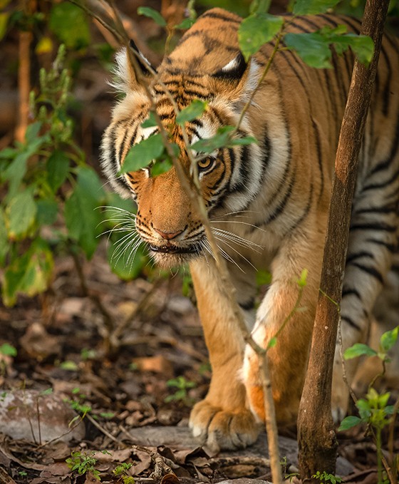 A glimpse of Indias diverse wildlife in a thriving forest ecosystem