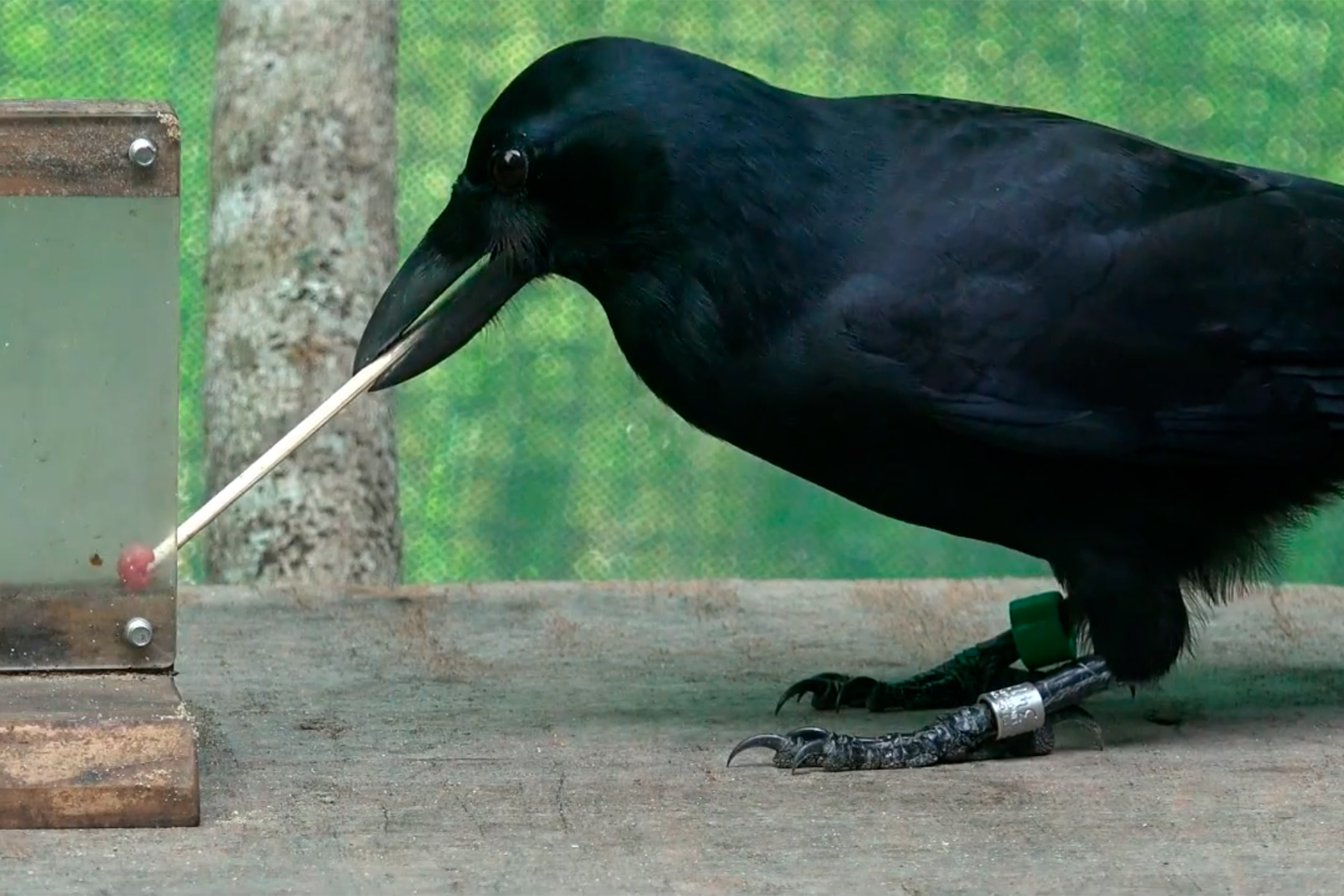 A crow using tools to solve a problem