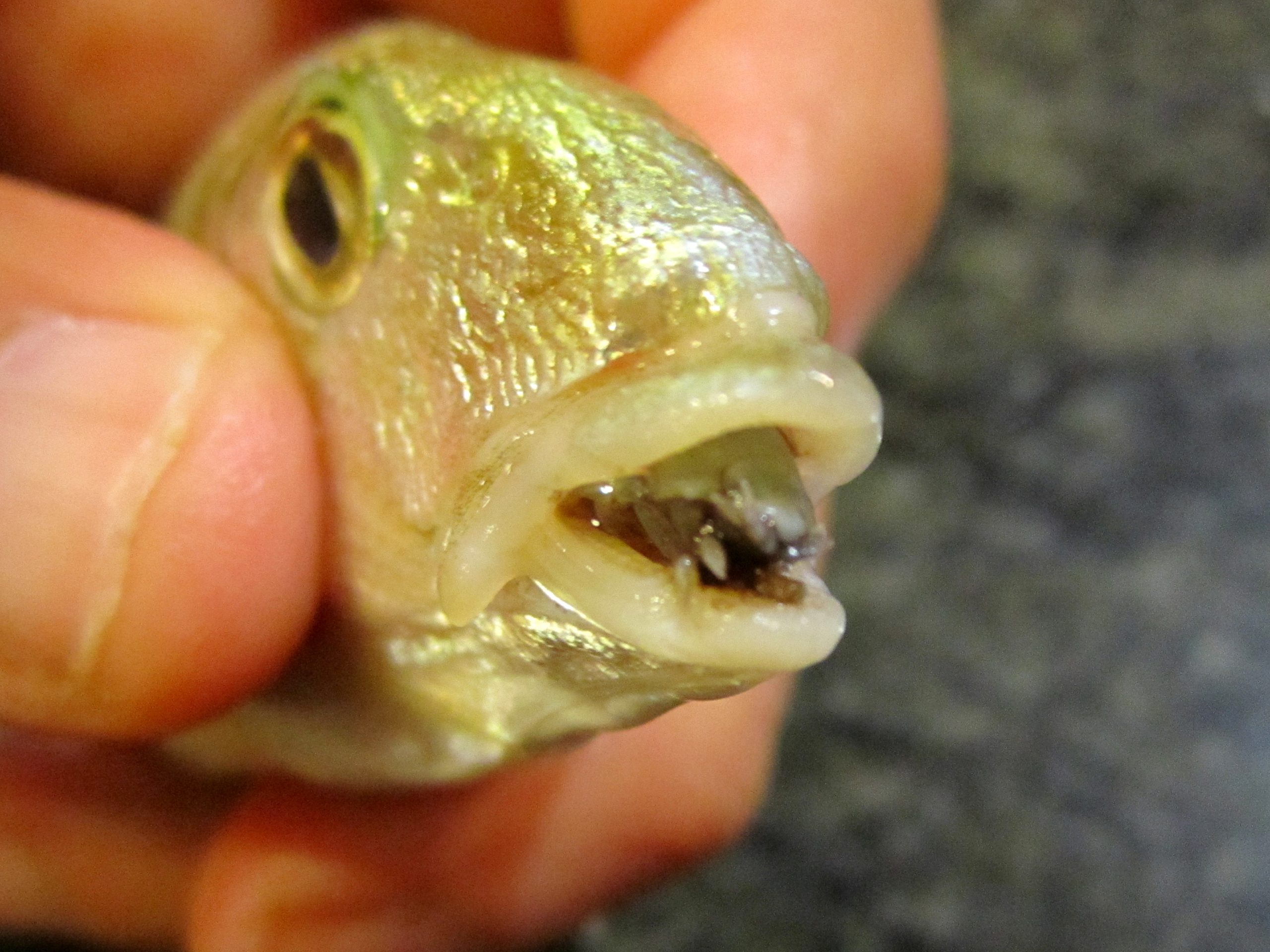 Isopod attached to a fish as a parasite