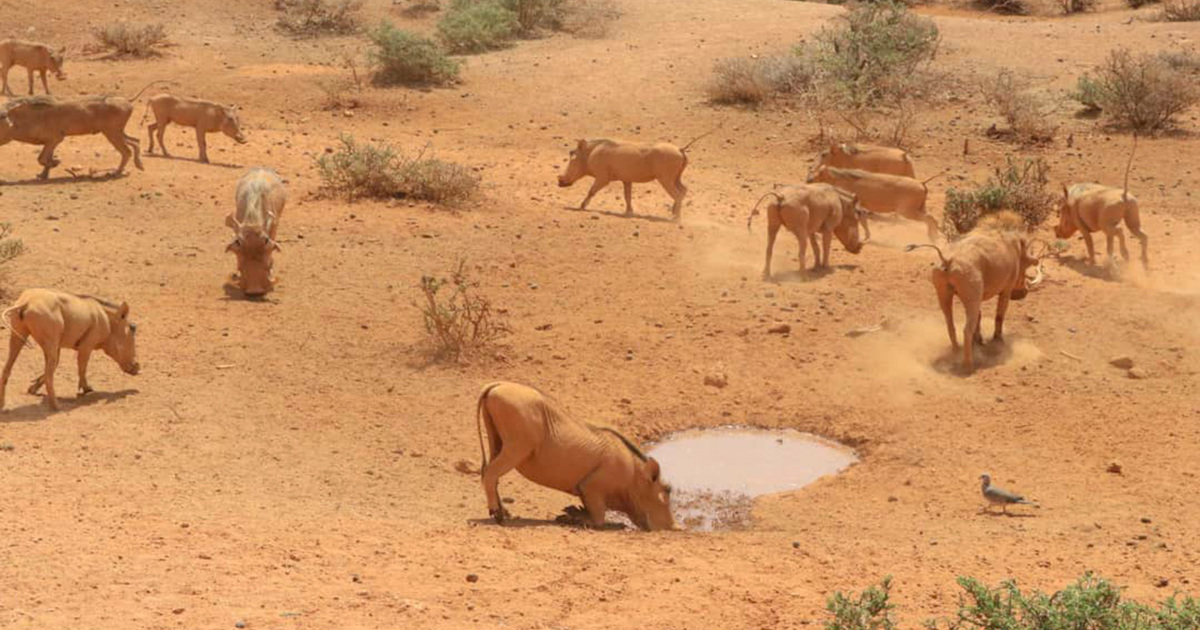 Droughtstricken landscape impacting wildlife