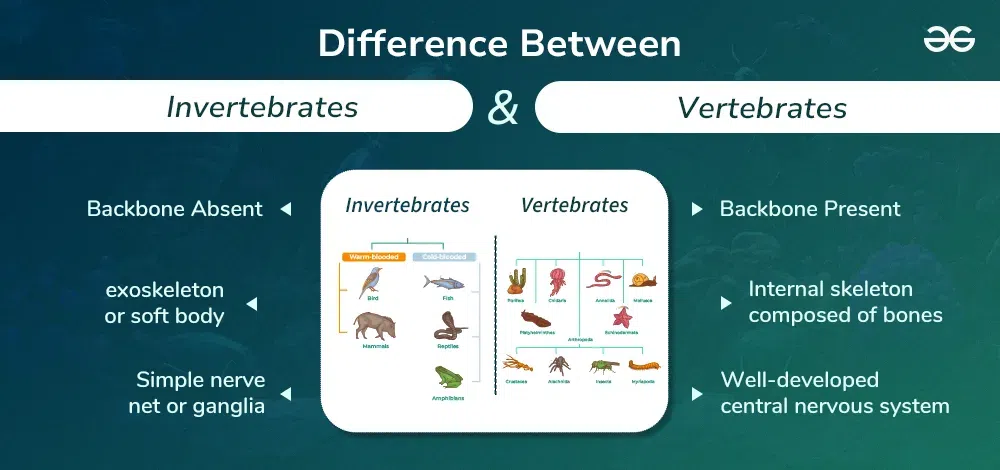 Comparison of vertebrate endoskeleton and invertebrate exoskeleton