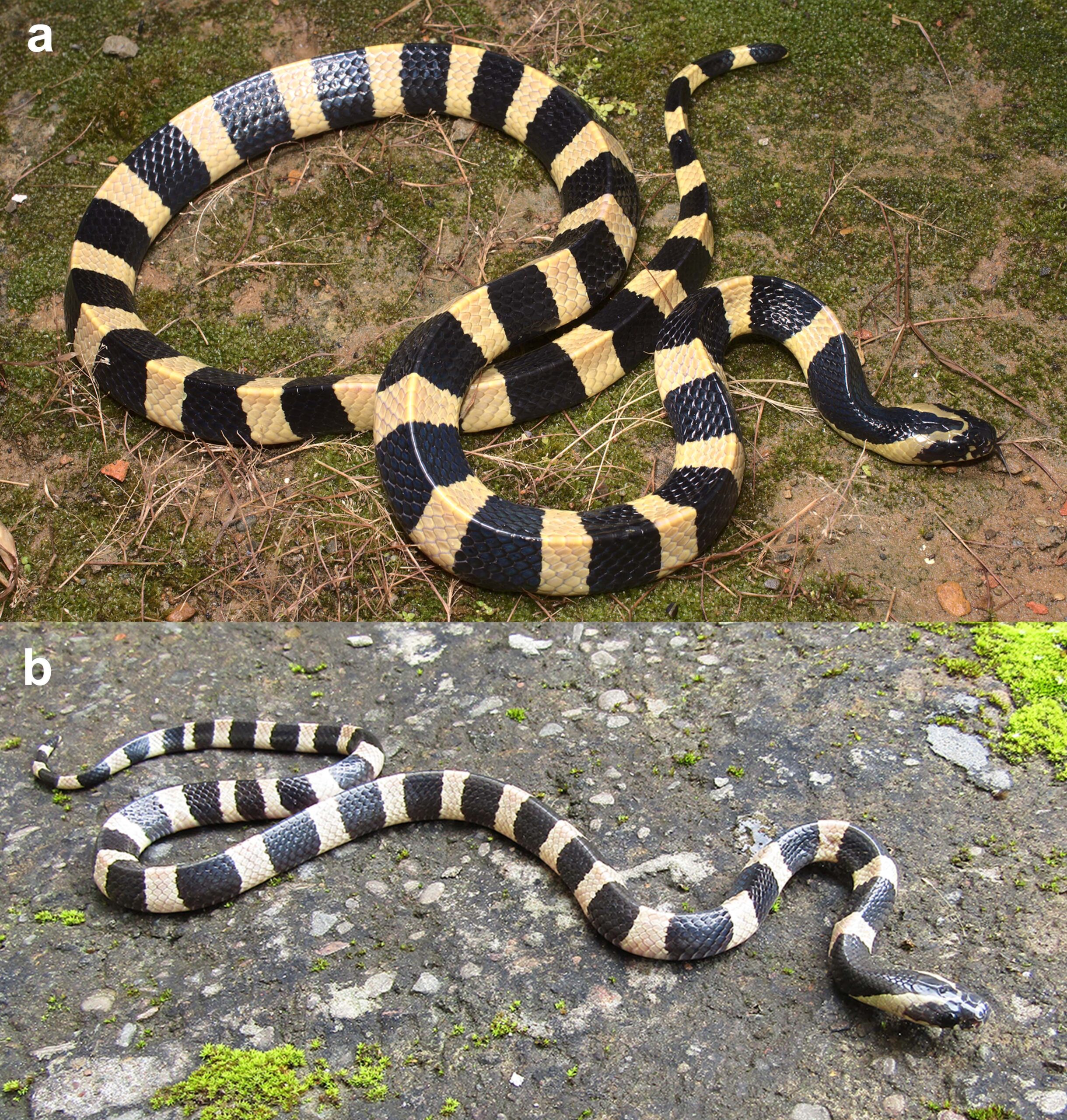 A banded krait displaying its distinctive black and white stripes
