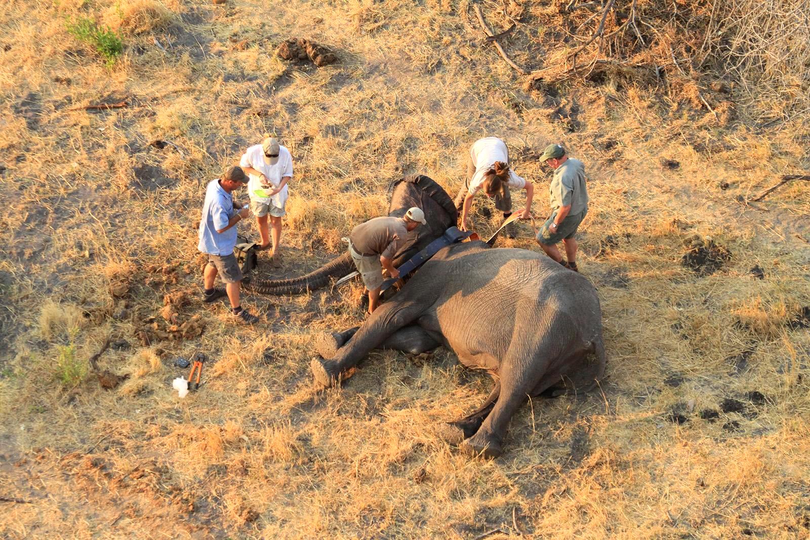 Elephants utilizing a wildlife corridor for safe migration