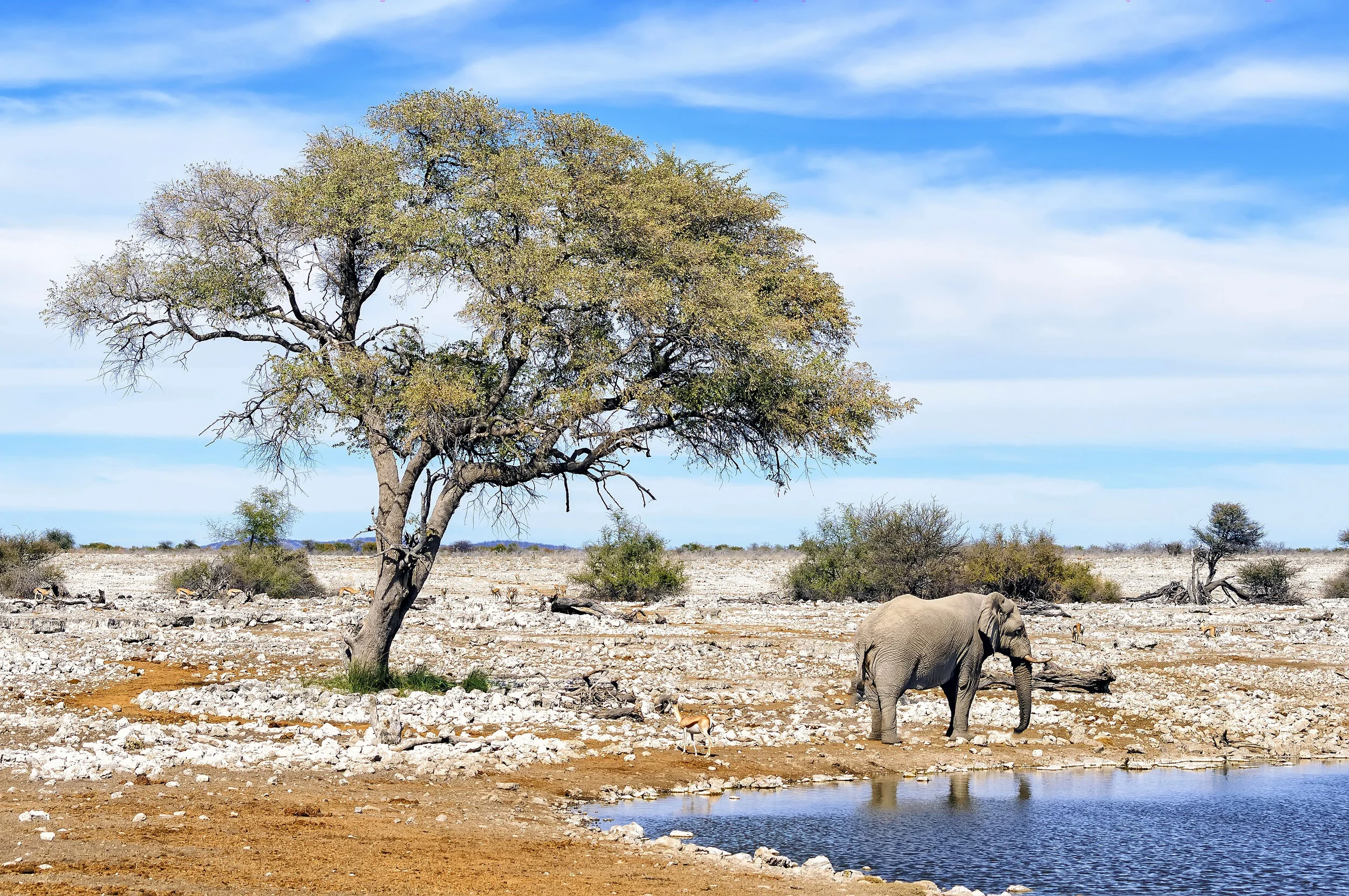 Wildlife congregating at a waterhole in Etosha National Park