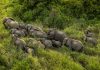 Groups of Animals: Understanding the Complex Social Structures A herd of elephants demonstrating social structure in the savanna