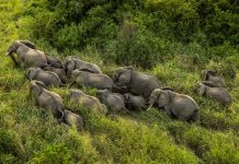 Groups of Animals: Understanding the Complex Social Structures A herd of elephants demonstrating social structure in the savanna