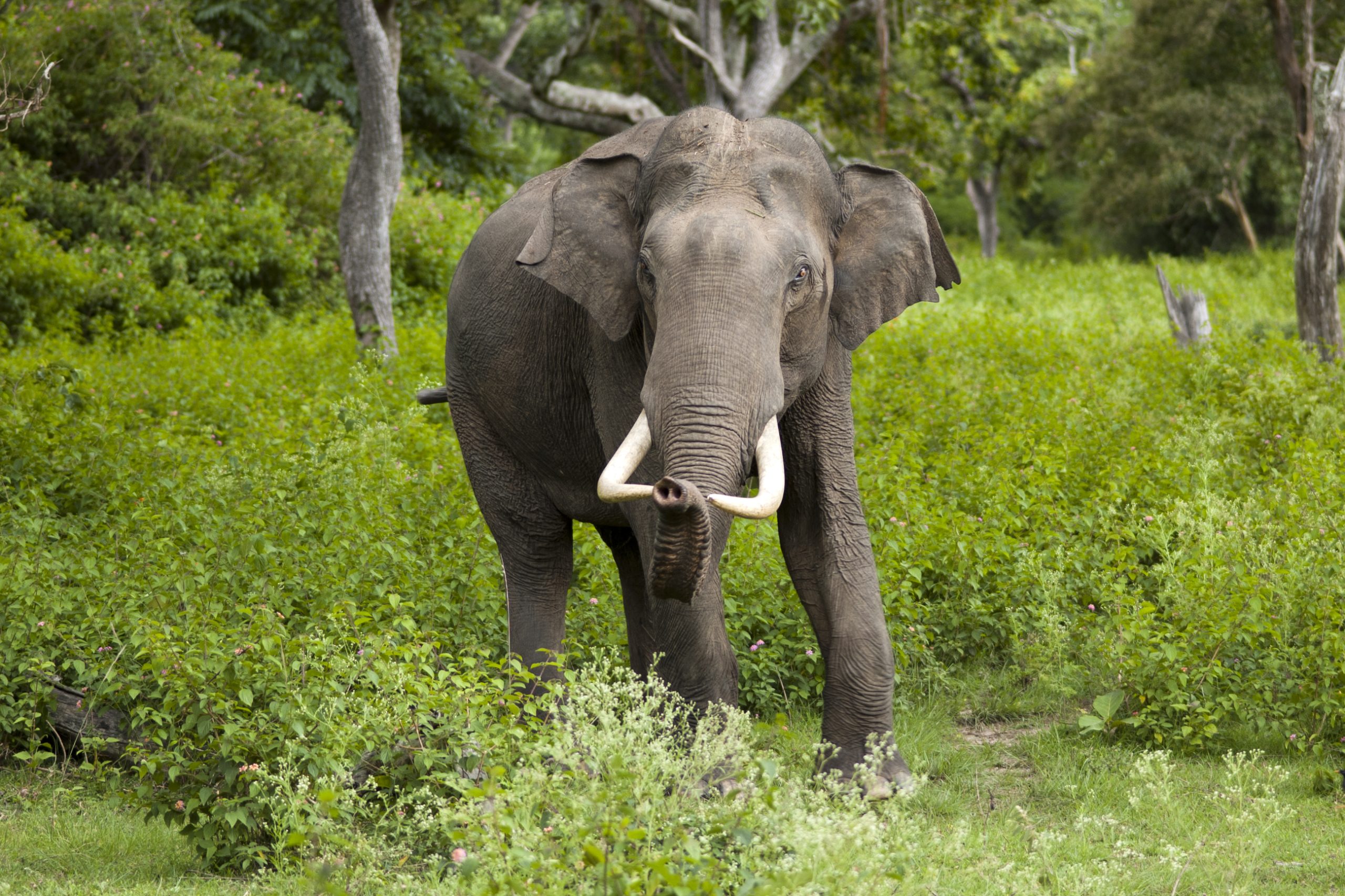 An Asian elephant gracefully walking through a wildlife sanctuary in India