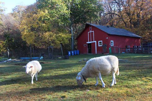 A clean and organized farm barn with animals living comfortably