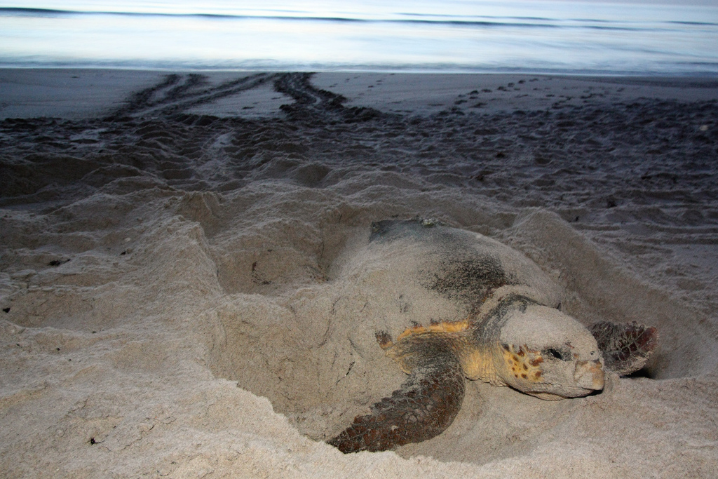 A sea turtle nesting on its natal beach