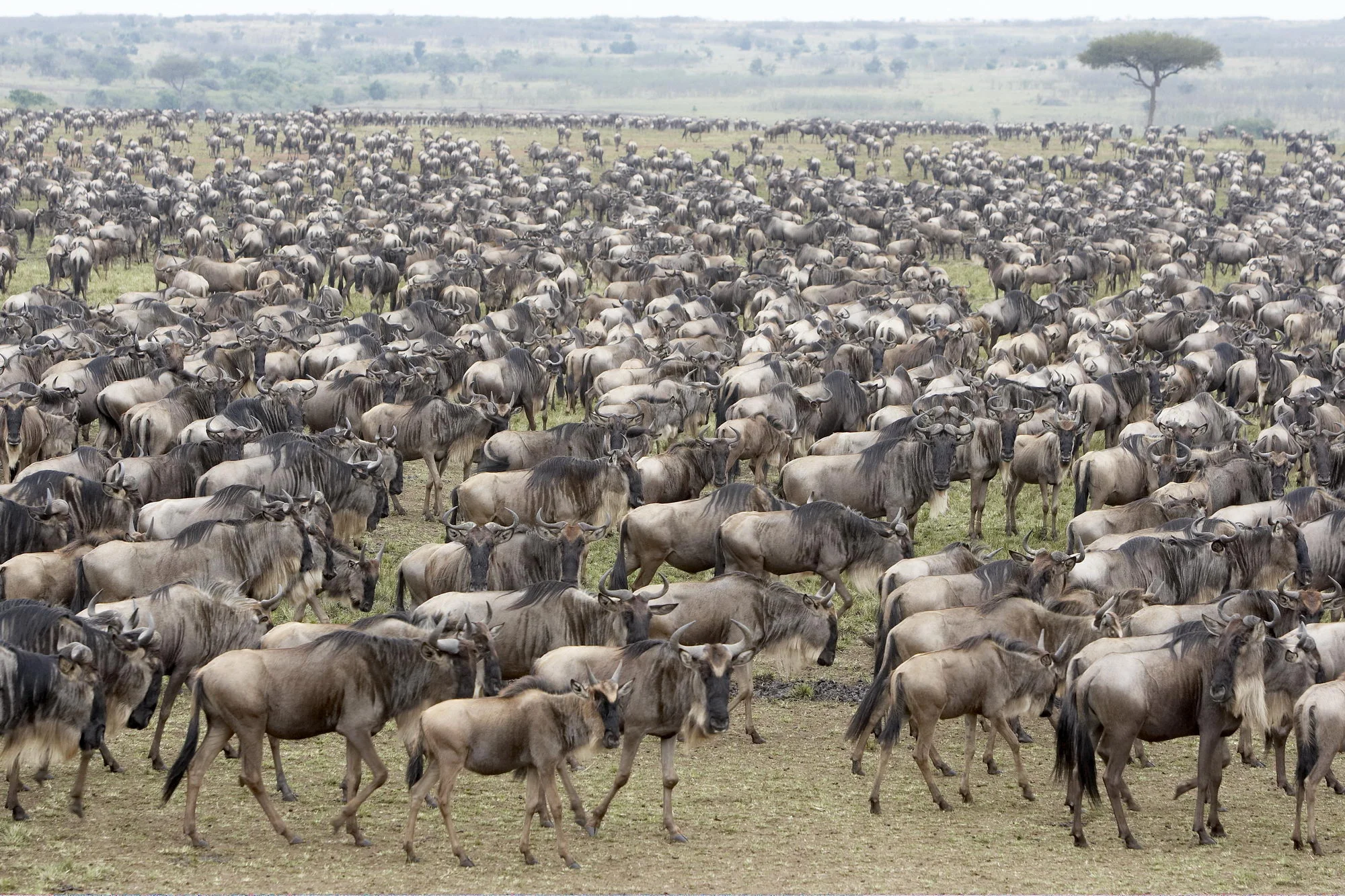 A large herd of wildebeests crossing the savannah