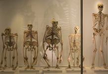 Bipedal Animals: A New Era of Evolutionary Adaptations A comparison of human and chimpanzee skeletons illustrating bipedal adaptations