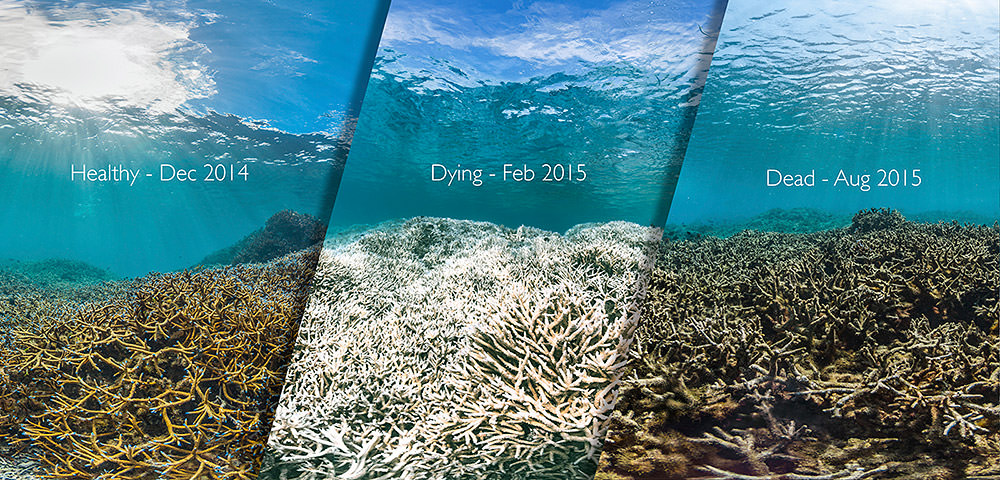 Coral bleaching is a direct consequence of rising sea temperatures