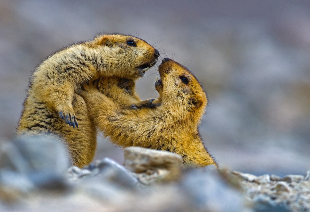 The Himalayan marmot equipped with thick fur for insulation