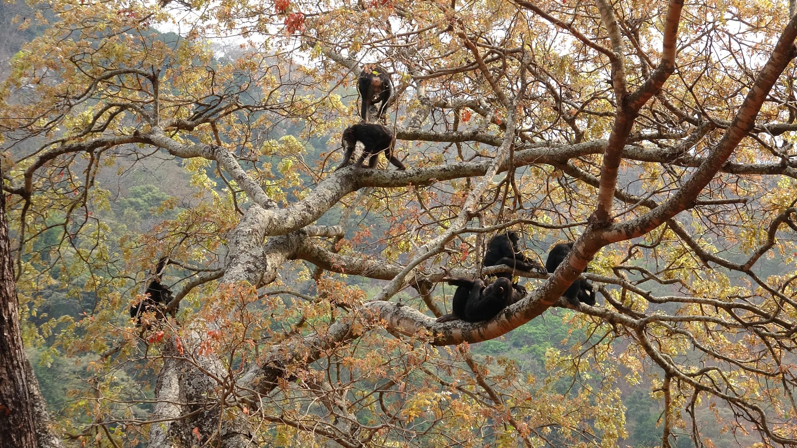 A young chimpanzee learning to climb in a dense forest