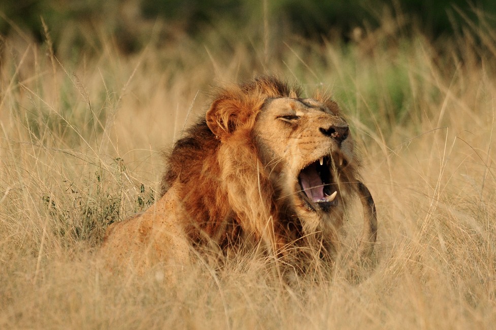 The mighty roar of an African lion