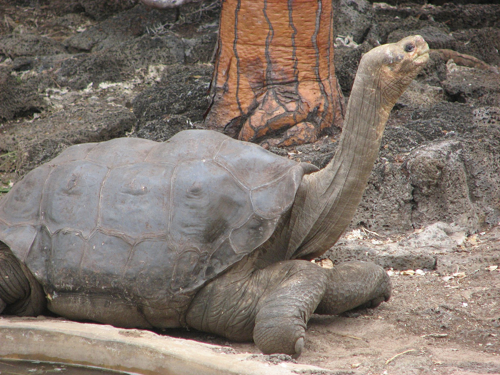 Lonesome George the last of the Pinta Island Tortoises