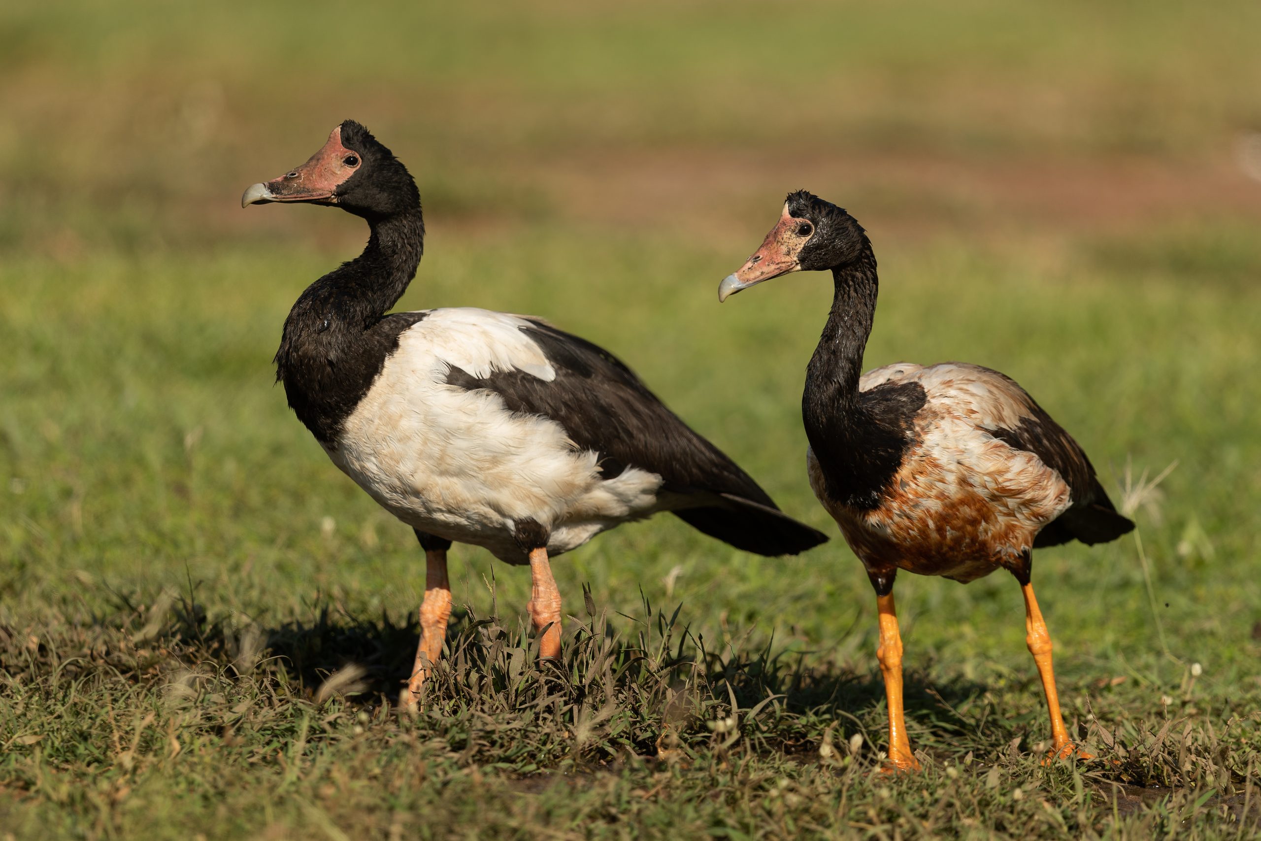 The Distinctive Magpie Goose displaying its striking plumage
