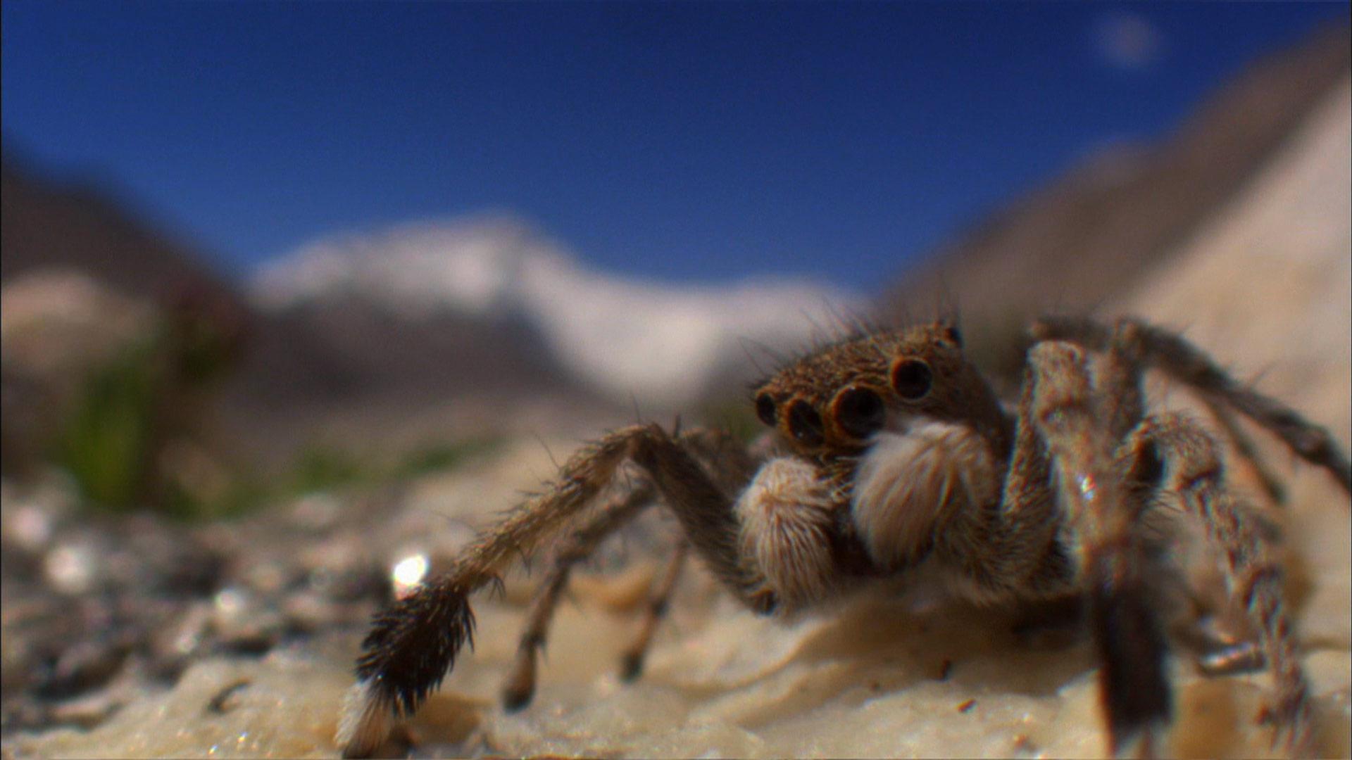 The Himalayan jumping spider an extraordinary highaltitude survivor