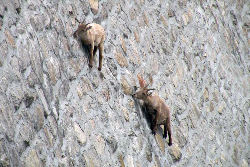 A mountain goat effortlessly navigating steep cliffs
