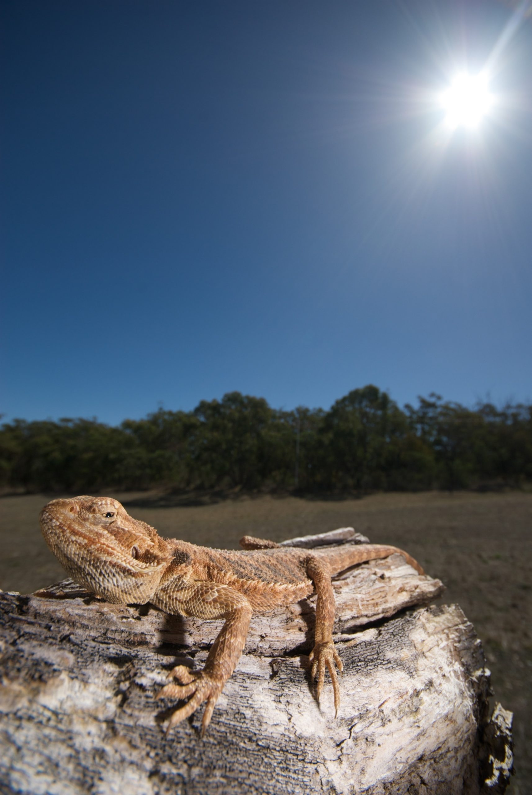 Reptiles absorbing heat in a mountain environment