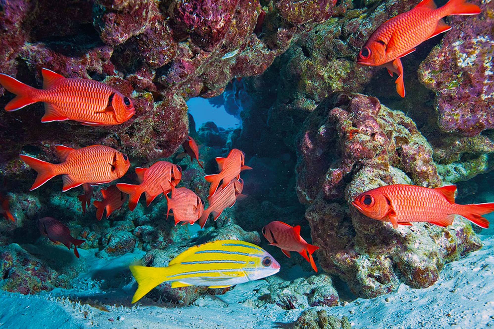 A vibrant coral reef teeming with diverse fish species