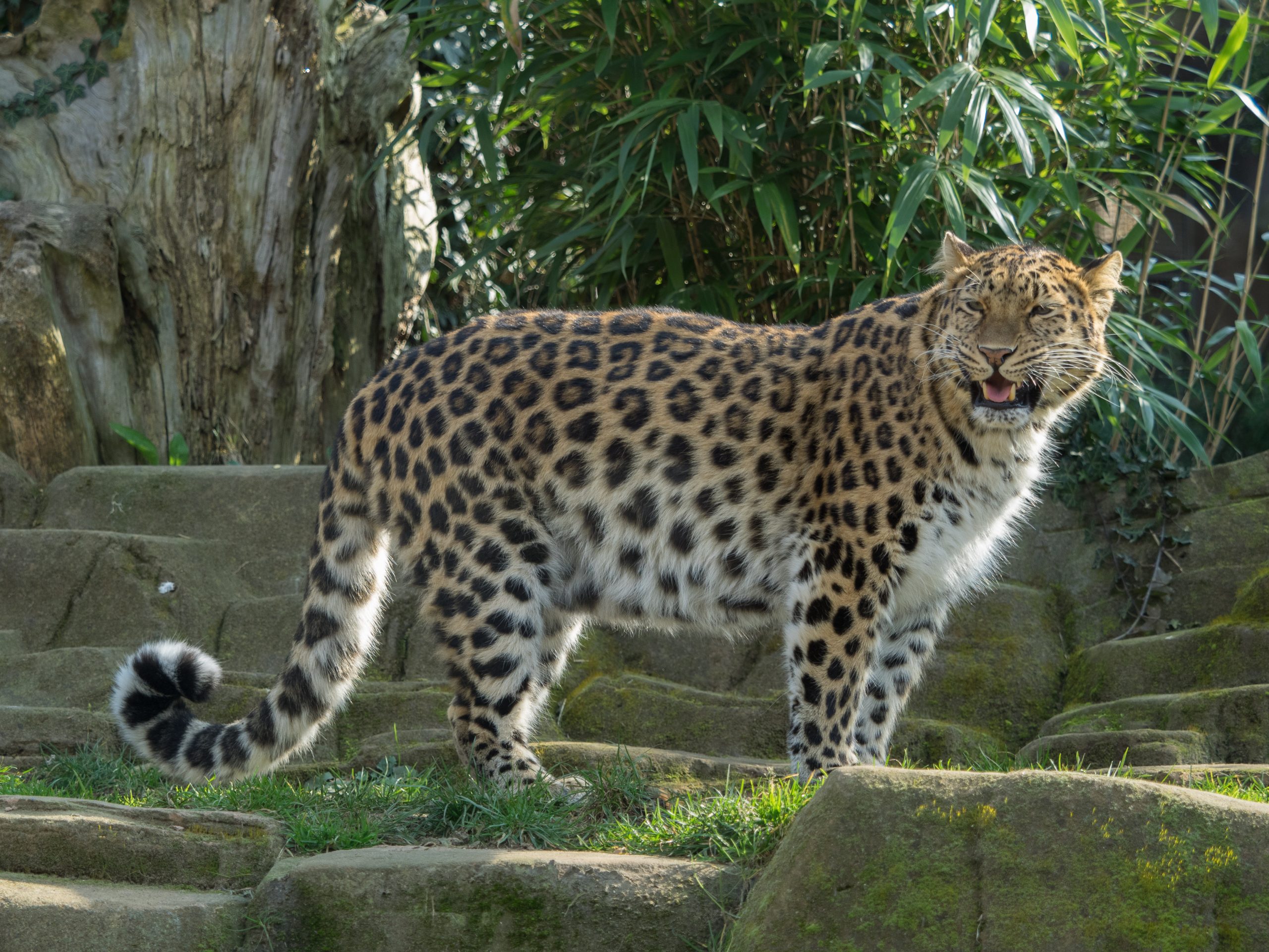 Amur Leopard in its natural habitat in the Russian Far East