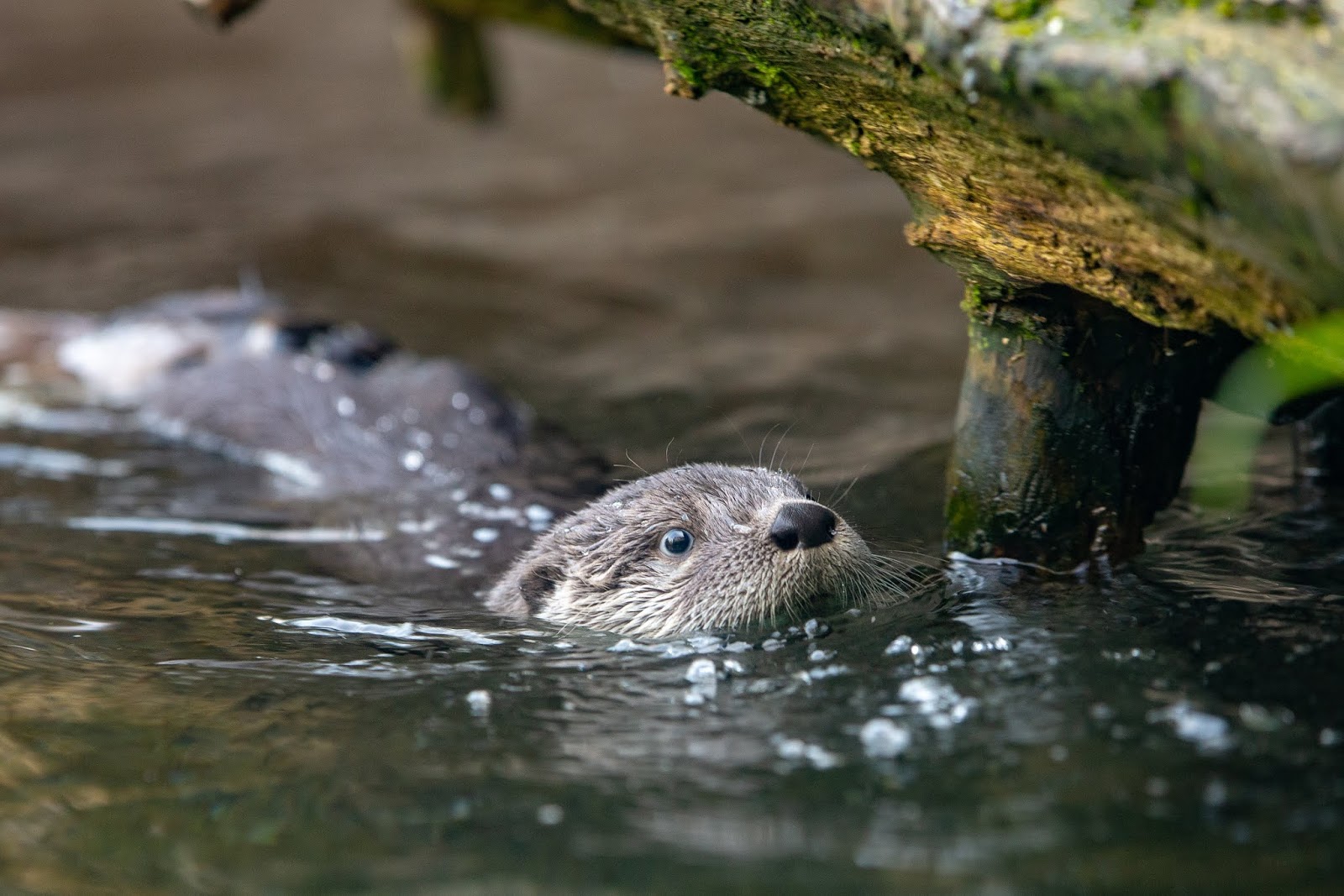 Otter pups learning to swim in a river