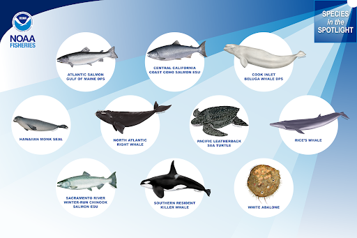 An endangered animal struggling with a changing environment