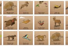 The Future of Endangered Species: Predicting the Next Animals Going Extinct Images of various extinct animal species