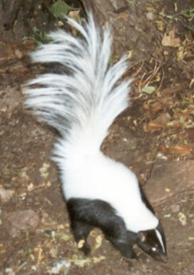 The hooded skunk with its unique white hood and black body