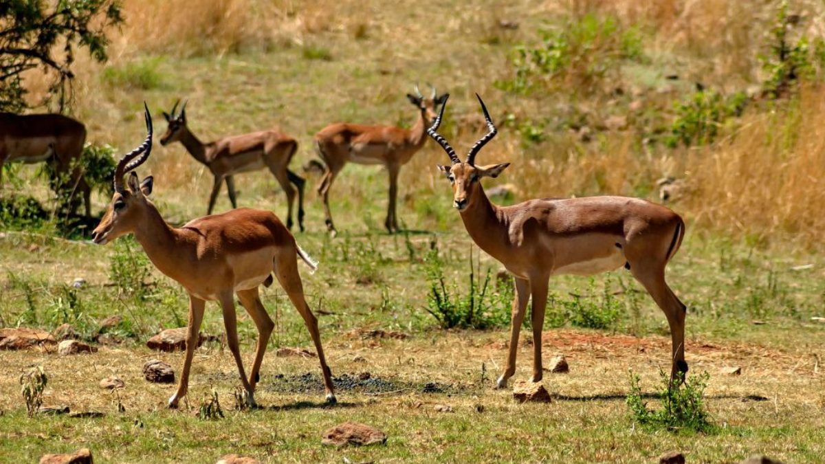 A diverse array of wildlife illustrating the complexity of animal societies