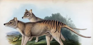 Animals Recently Extinct: What We Lost and Why It Matters Illustration of recently extinct animals