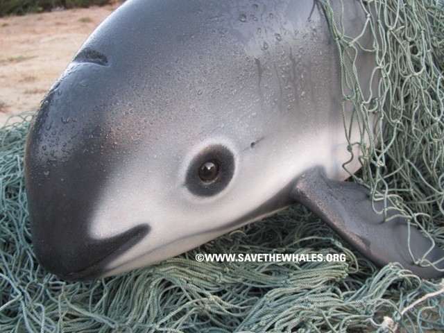 Vaquita the critically endangered porpoise