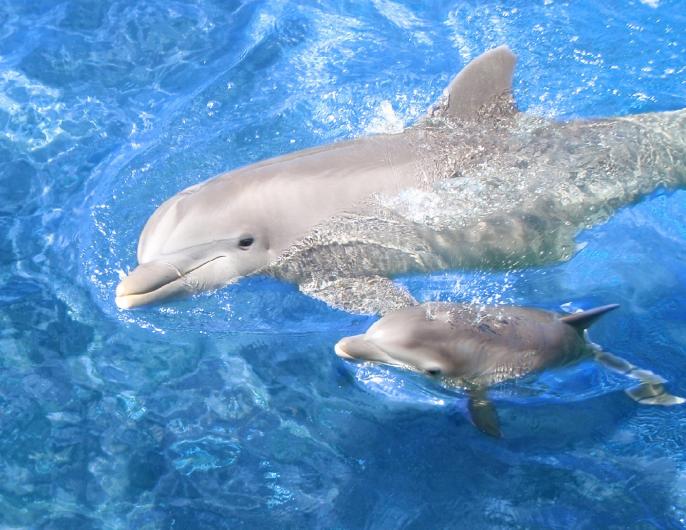 Young dolphins exploring the ocean learning swimming techniques and social cues