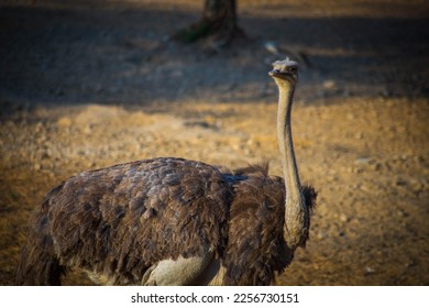 An ostrich in the open plain utilizing its height for a better field of view
