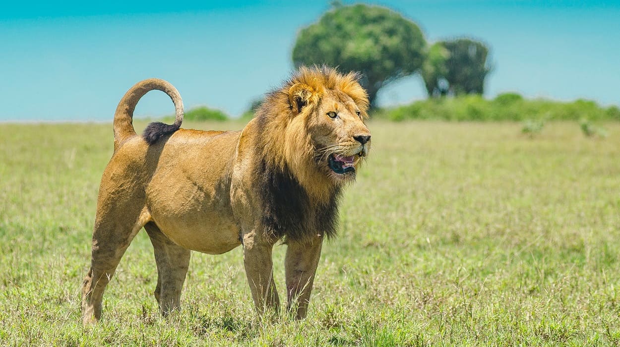 A pride of lions in Maasai Mara National Reserve