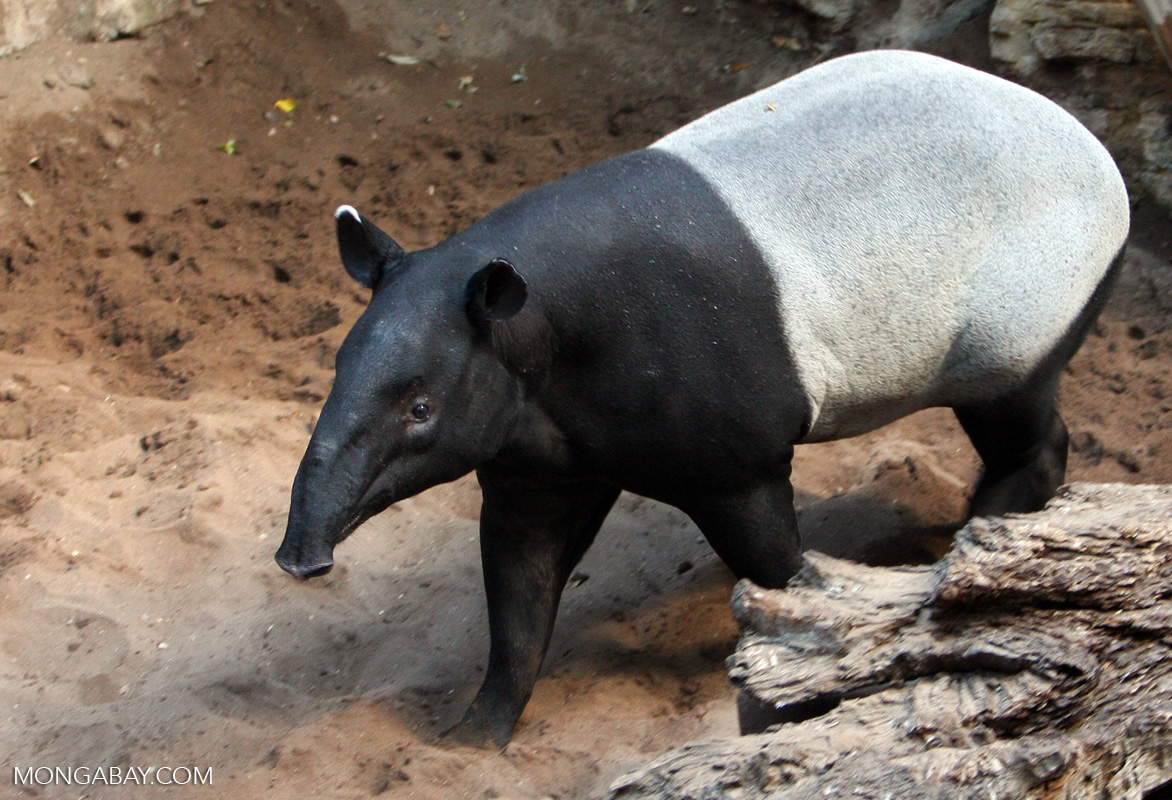 The Malayan tapir with its distinctive black and white pattern