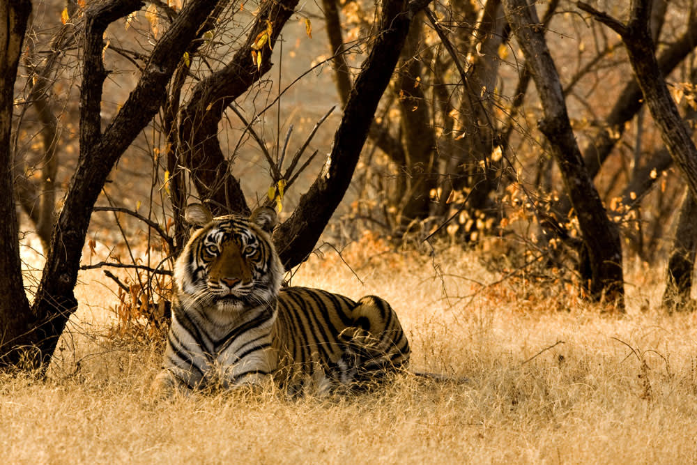 A majestic Bengal tiger prowling through its natural habitat in India