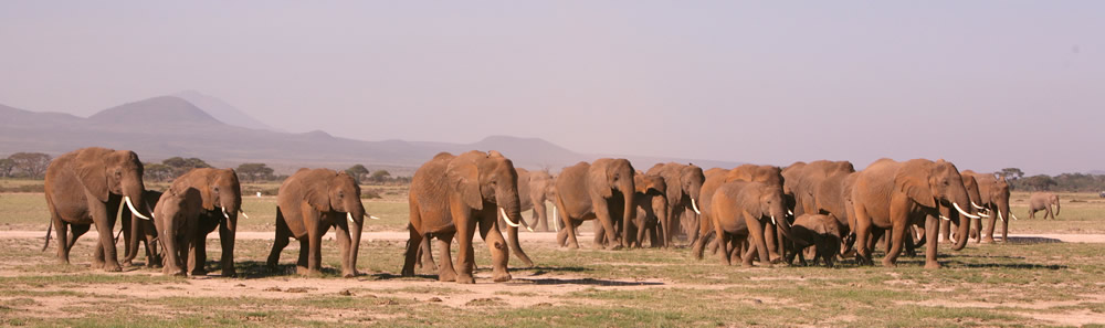 A herd of elephants displaying their social structure