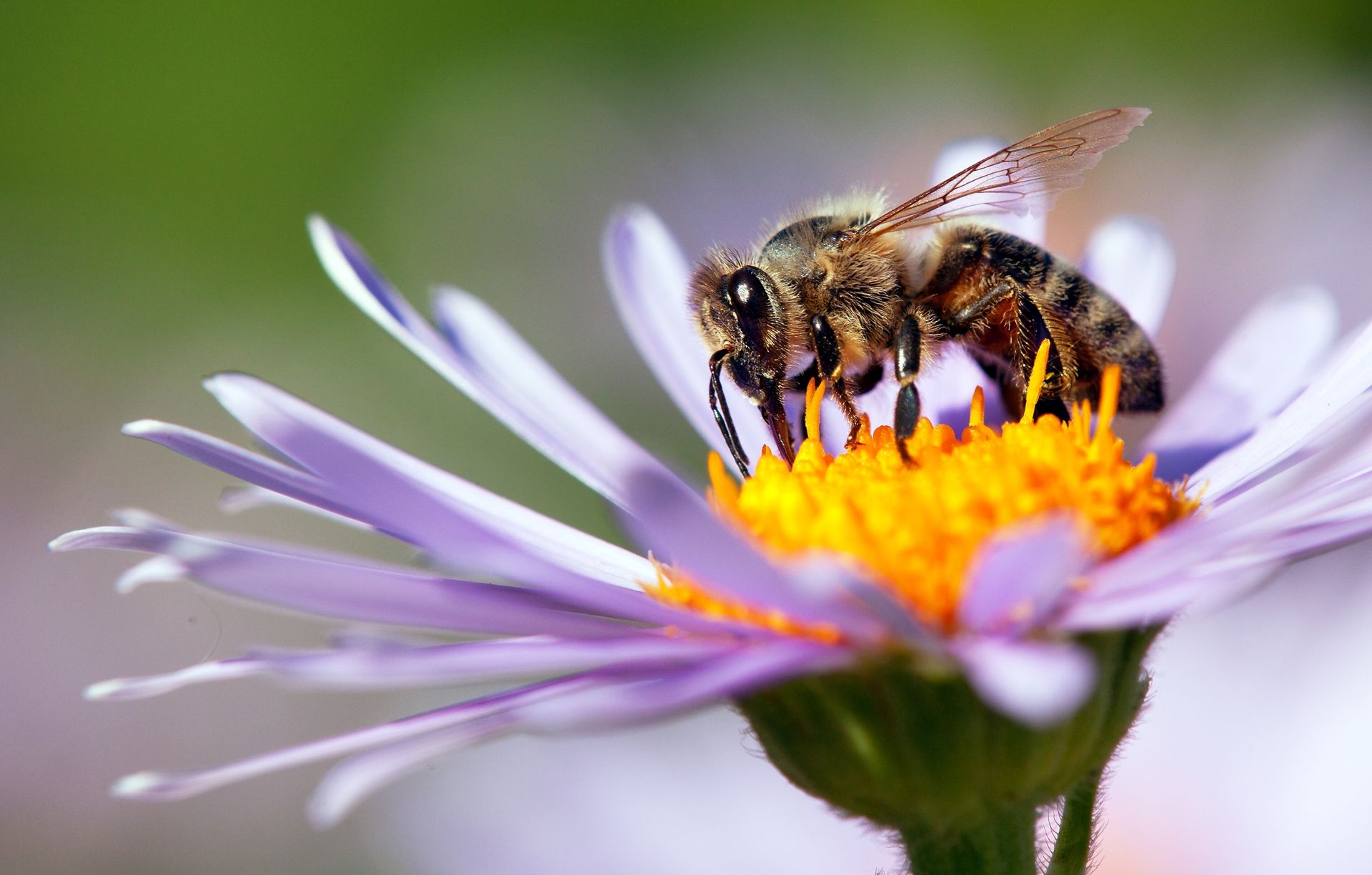 A bee pollinating a flower showcasing mutualism in nature