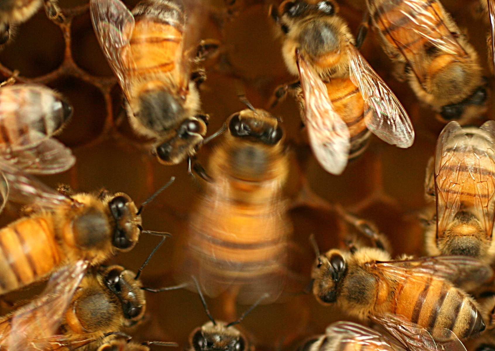 A honeybee performing the waggle dance to communicate with other bees