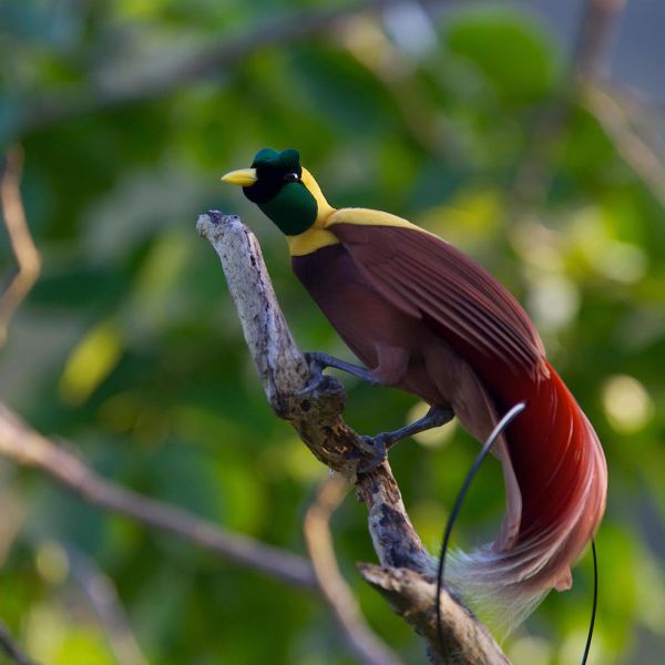 A male Bird of Paradise performing a courtship dance