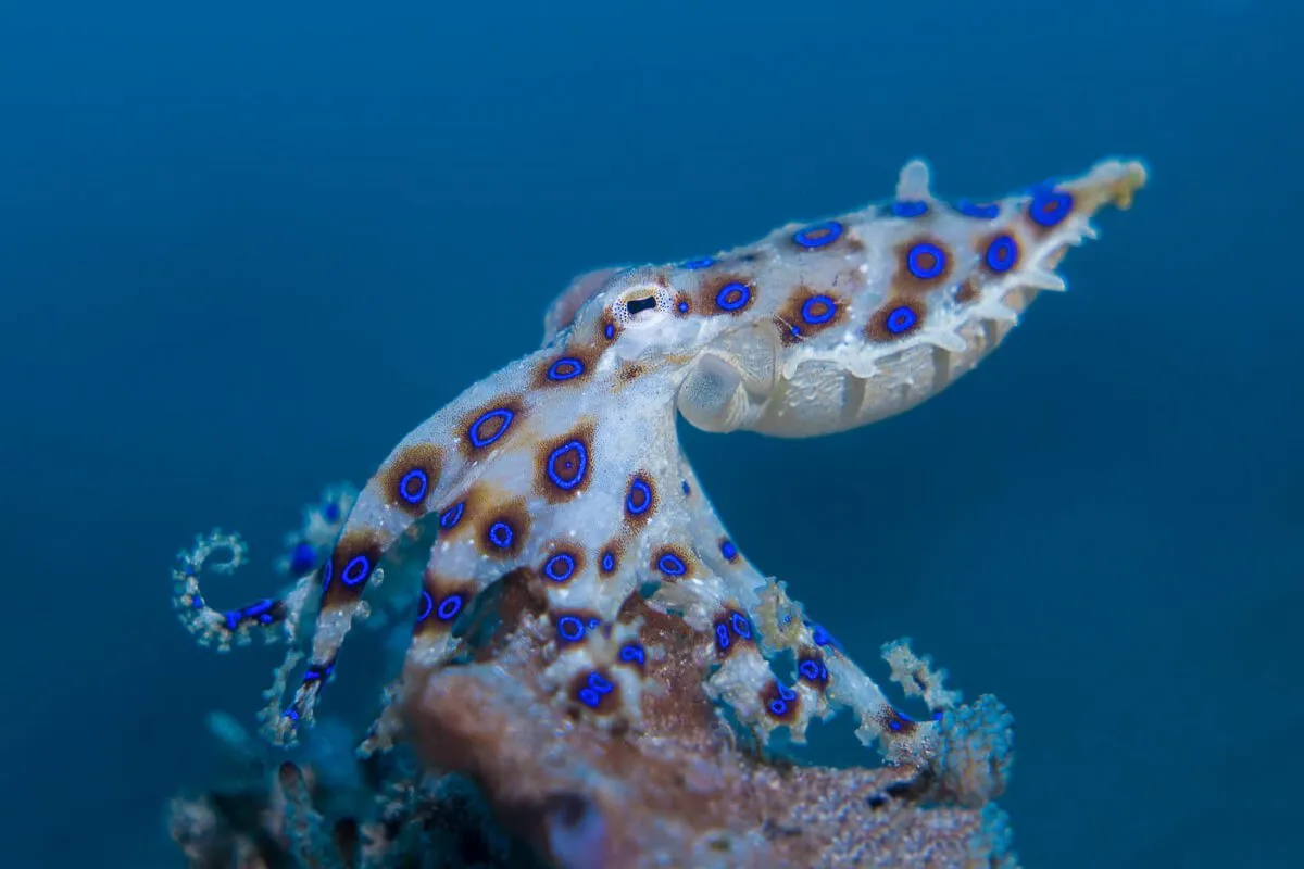 The vibrant yet deadly blueringed octopus