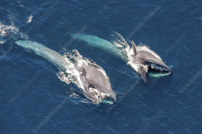 Blue whale filter feeding in the ocean