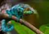 Reptile Animals: Uncovering Their Survival Tactics in the Wild A chameleon exhibiting its colorchanging adaptation
