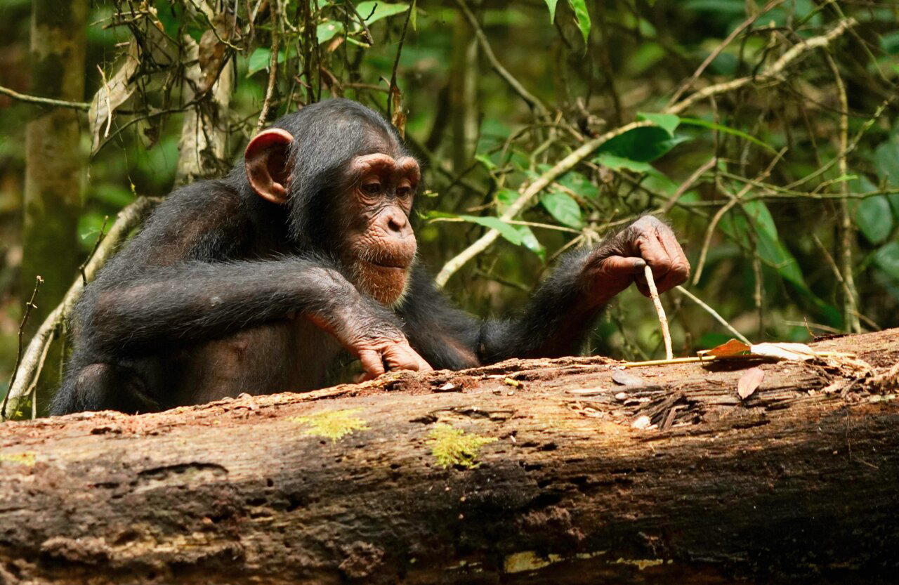 A chimpanzee skillfully using a stick to fish for termites