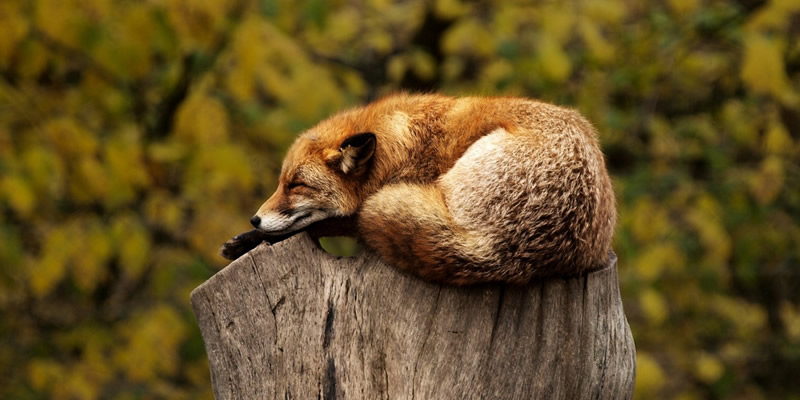 Deforestation leading to habitat loss for various animal species