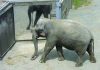 Elephant demonstrating selfawareness in a mirror test
