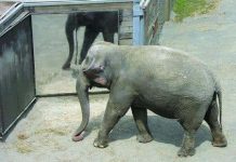 The Most Intelligent Animals: Unveiling Nature’s Geniuses Elephant demonstrating selfawareness in a mirror test